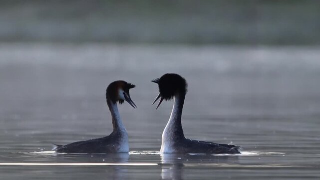 Pair of great crested grebes (Podiceps cristatus) swimming on a lake during the breeding season. Slow motion footage of courtship and pair behavior in natural wetland habitat.