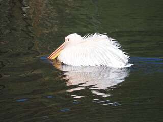 Pelikan w wodzie © EwaAF