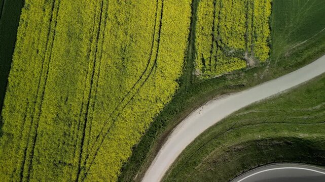 Wojew&oacute;dztwo Świętokrzyskie - Polska - pola rzepaku w rozkwicie, piękny ż&oacute;łty kolor i krajobraz wiejski nagrany z użyciem drona. Rzepak, pola, drogi, niebo, krajobraz wiejski