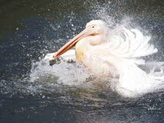 Pelikan w wodzie © EwaAF
