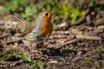 Fototapeta premium European Robin bird standing on the forest floor among fallen leaves