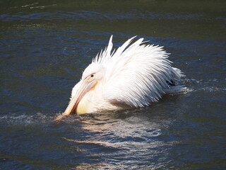 Pelikan w wodzie © EwaAF