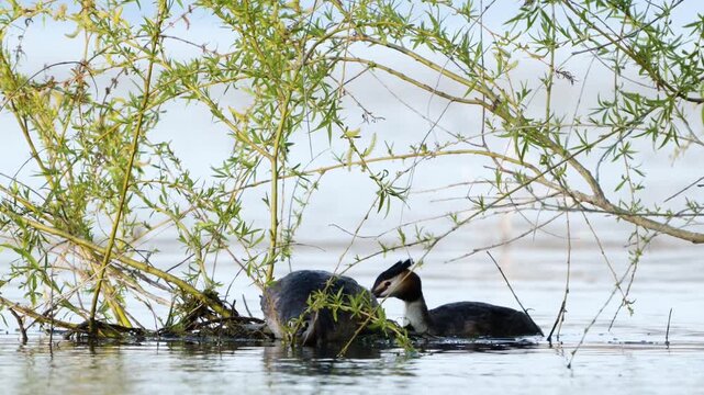 Pair of great crested grebes (Podiceps cristatus) at a nest on a lake during the breeding season. Slow motion wildlife footage capturing courtship and mating display behavior in natural habitat.