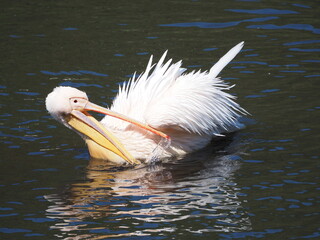 Pelikan w wodzie © EwaAF