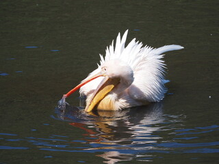 Pelikan w wodzie © EwaAF