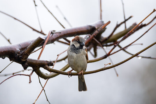 The tree sparrow Passer montanus