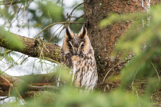 The long-eared owl, Asio otus