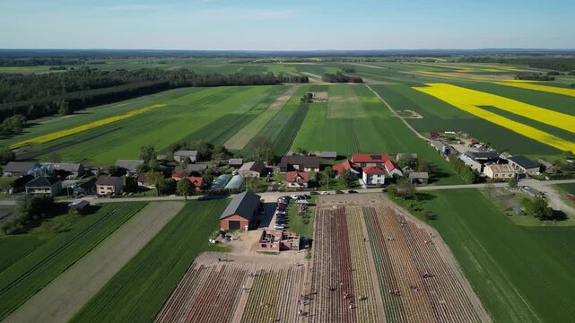 Wojew&oacute;dztwo Świętokrzyskie - Polska - pola tulipan&oacute;w i rzepaku nagrane dronem w maju, piękne kolory i widoki. Rzepak, film z drona, pole tulipan&oacute;w kolorowych, krajobraz wiejski