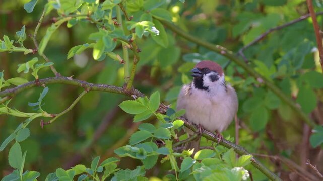 The tree sparrow Passer montanus
