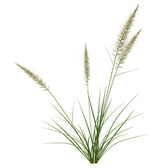 Fototapeta premium Ornamental grass plant with fluffy seed heads isolated on transparent background