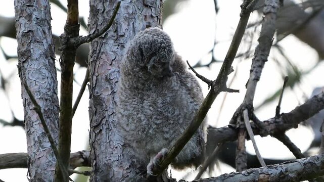 Juvenile tawny owl (Strix aluco) perched on a tree branch and preening its feathers in the wild. Slow motion wildlife footage capturing grooming behavior of a young owl in natural habitat.