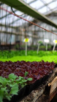 Rows of young red and green lettuce seedlings growing in plastic trays inside a large commercial greenhouse, ready for planting in a modern hydroponic farm for organic food production