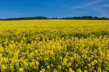 Obraz premium Blooming Yellow Rapeseed Field Under Blue Sky with Forest Horizon.
