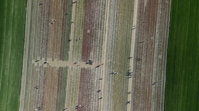 Wojew&oacute;dztwo Świętokrzyskie - Polska - pola tulipan&oacute;w i rzepaku nagrane dronem w maju, piękne kolory i widoki. Rzepak, film z drona, pole tulipan&oacute;w kolorowych, krajobraz wiejski