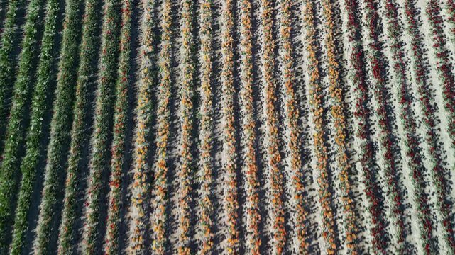 Wojew&oacute;dztwo Świętokrzyskie - Polska - pola tulipan&oacute;w i rzepaku nagrane dronem w maju, piękne kolory i widoki. Rzepak, film z drona, pole tulipan&oacute;w kolorowych, krajobraz wiejski