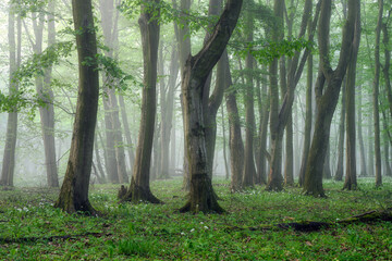 Obraz premium Misty morning in the green forest