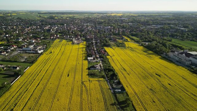 Wojew&oacute;dztwo Świętokrzyskie - Polska - pola rzepaku w rozkwicie, piękny ż&oacute;łty kolor i krajobraz wiejski nagrany z użyciem drona. Rzepak, pola, drogi, niebo, krajobraz wiejski