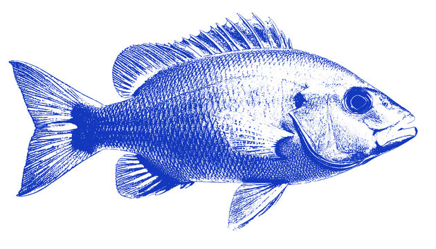 Blue River Fish Digital Art Silhouette