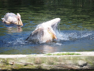 Pelikany z ZOO w Oliwie. © EwaAF