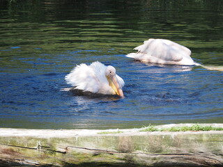 Pelikany z ZOO w Oliwie. © EwaAF
