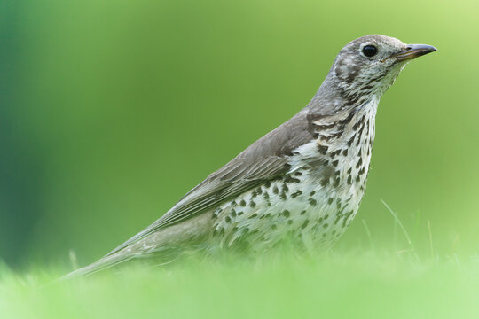 Mistle Thrush (Turdus viscivorus) standing in short grass with alert posture, common bird species in the Czech Republic
