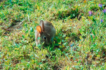 A small brown wild rabbit sitting in green grass with purple wildflowers. Sunny meadow or garden scene, natural wildlife photography with warm lighting. © Maria Sap