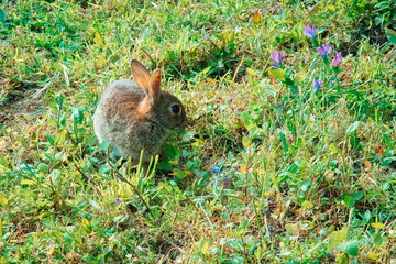 A small brown wild rabbit sitting in green grass with purple wildflowers. Sunny meadow or garden scene, natural wildlife photography with warm lighting. © Maria Sap