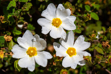 Obraz premium White Sage-Leaved Rockrose (Cistus salviifolius) Flowers Blooming in Mediterranean Maquis
