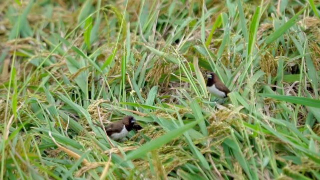 Javan munia (Lonchura leucogastroides, pipit bondol, pipit bondol, emprit bondol) perched on rice