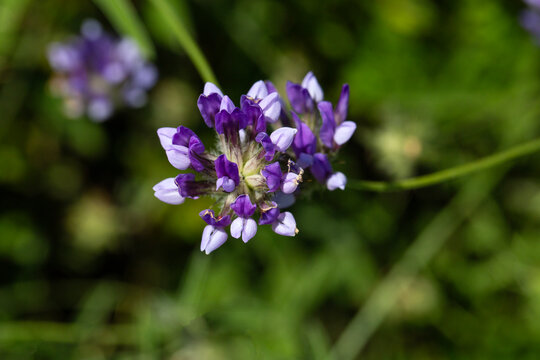 Purple Arabian Pea (Bituminaria bituminosa) Wildflowers Blooming in a Green Spring Meadow