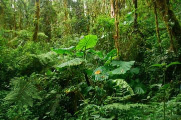 Fototapeta premium Tropical cloud forest in La Amistad National Park, Panama