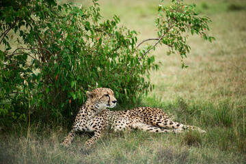 African cheetah resting in the Masai Mara, Kenya, surrounded by grass and bushes in natural wildlife habitat. © lucaar