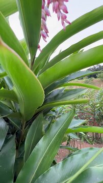 Vertical 4K cinematic pedestal up move of atoumo flower plant rising from green leaves to reveal pink buds against blue sky