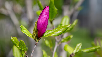 Obraz premium Close-up of a vibrant dark pink magnolia flower bud surrounded by fresh green leaves.