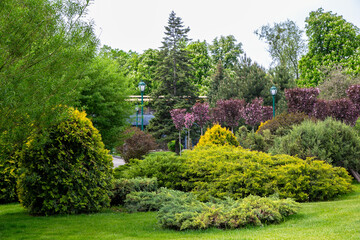 Obraz premium Beautiful landscape design in a public park with various ornamental shrubs, green lawn and blooming trees in spring.