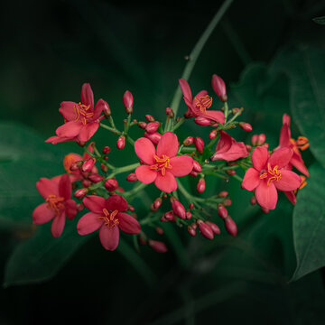 Spicy jatropha