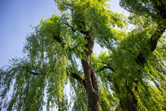 Weeping willow trees in Phillips Memorial Park along river Wey, Godalming, Surrey, England, UK