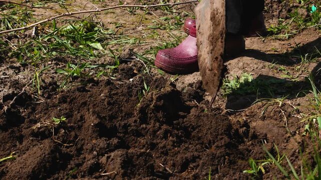 A person will dig up a piece of land in the garden with a shovel. Preparing the site for planting vegetables. Work on a personal plot.