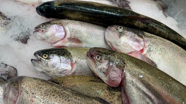 Raw whole rainbow trout with a head, chilled on shallow ice at the seafood market. An open shelf at the fish market. Close-up