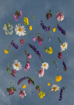 wild flowers from the field on mirror and their reflection with the blue sky