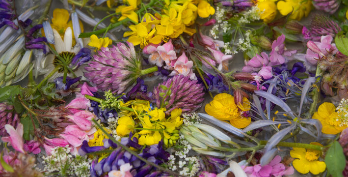 wild flowers from the field background
