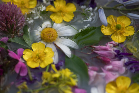 wildflowers in milky water; daisy, buttercup, clover abstract background