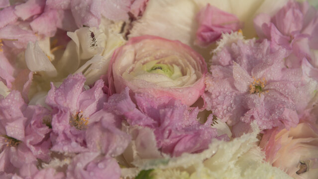 frozen petals of pastel pink and white sakura and ranunculus blossom flowers