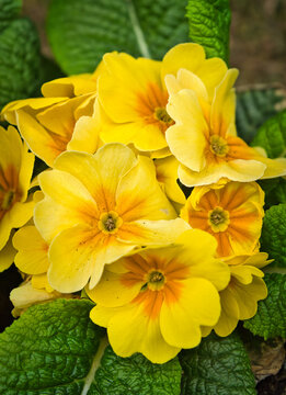 blooming colorful primrose flowers