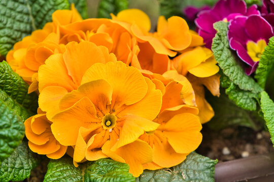 blooming colorful primrose flowers