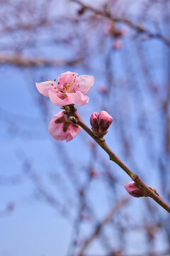 blooming plum flower