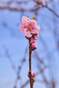 blooming plum flower