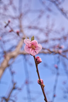 blooming plum flower