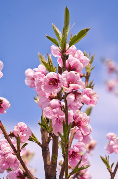 blooming plum flower
