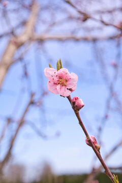 blooming plum flower